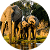 Africa